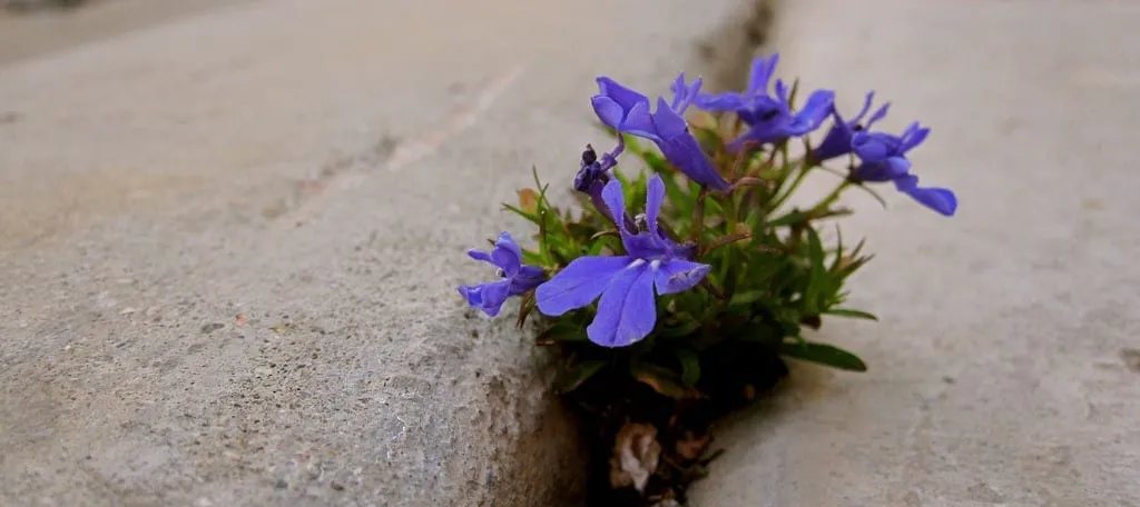 Flower in the Crack of the Sidewalk (artist unknown)